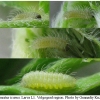 pol icarus larva1 volg